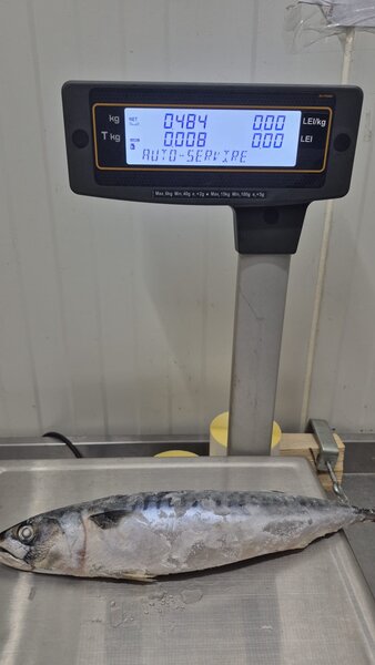 Macrou congelat Spania